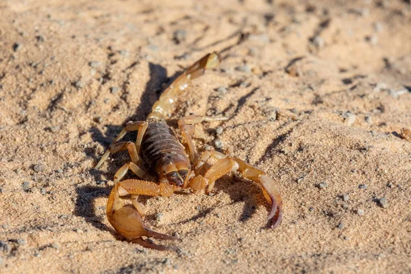 Skorpione laufen im Sand Botswana, Afrika Wildtiere — Stockfoto