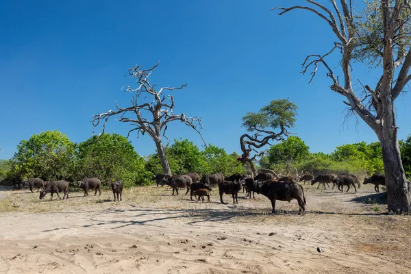 Cape Buffalo στο Chobe, Μποτσουάνα — Φωτογραφία Αρχείου
