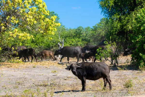 Cape Buffalo em Chobe, Botswana safari animais selvagens — Fotografia de Stock