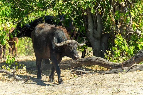 Cape Buffalo em Chobe, Botswana safari animais selvagens — Fotografia de Stock