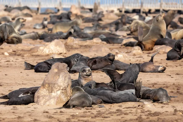 Enorme Kolonie Van Bruin Zeebeer Cape Cross Namibië Safari Dieren — Stockfoto