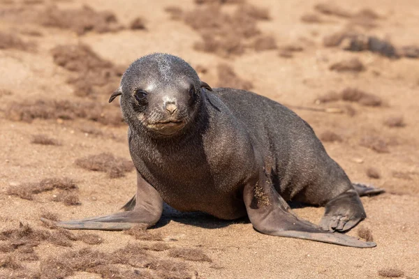 Ensam Baby Brun Pälssäl Cape Cross Namibia Safari Vilda Djur — Stockfoto