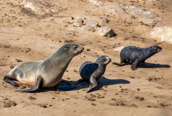 Mother Two Babies Brown Fur Seal Sea Cape Cross Namibia — Stock Photo, Image