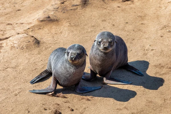 ナミビア サファリの野生動物ケープクロスの茶色の毛皮のシールの2人の若い赤ちゃん — ストック写真