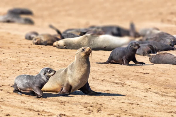 Hembra Con Bebé Foca Piel Marrón Mar Cape Cross Namibia — Foto de Stock