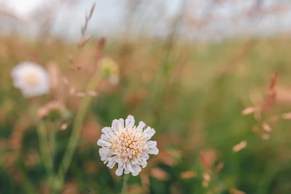 Planten Bloemen Zomer Veld Met Zeer Ondiepe Focus Zomerconcept Achtergrond — Stockfoto