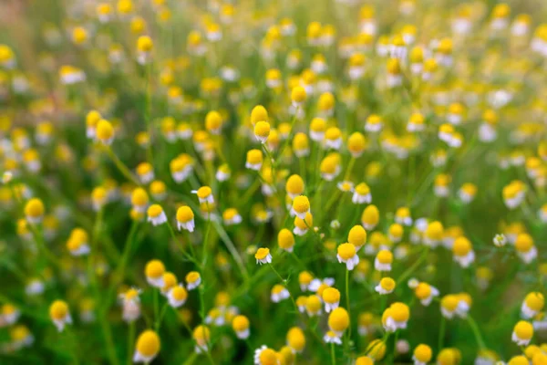 Heřmánkové Květy Bílé Okvětní Lístky Žlutý Pyl Kvetoucí Sedmikrásky Jaře — Stock fotografie