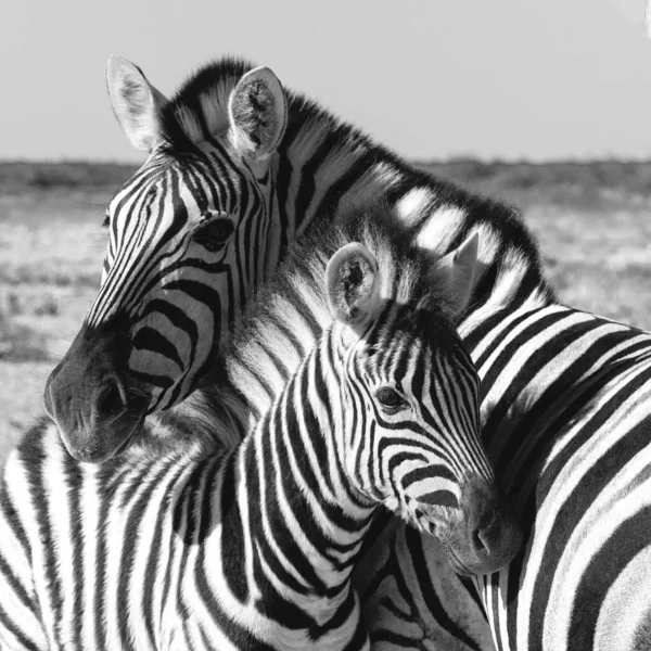 Wunderschönes Gestreiftes Zebra Und Kalb Afrikanischen Busch Etosha Wildpark Namibia — Stockfoto