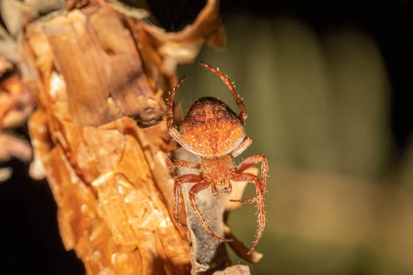 Spider Που Ζουν Υψόμετρο 3300 Στο Βουνό Simien Αιθιοπία Αφρική — Φωτογραφία Αρχείου