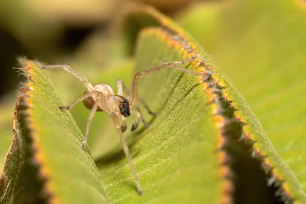 Spider Που Ζουν Υψόμετρο 3300 Στο Βουνό Simien Αιθιοπία Αφρική — Φωτογραφία Αρχείου
