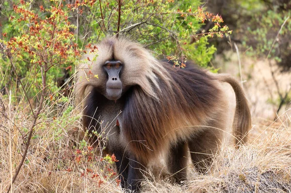 Macho Alfa Animal Endémico Macaco Gelada Floresta Theropithecus Gelada Simien — Fotografia de Stock