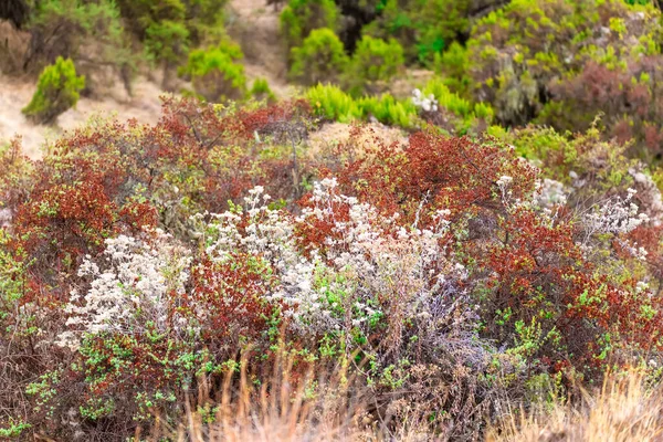 Colores Plantas Parque Nacional Las Montañas Simien Norte Etiopía — Foto de Stock