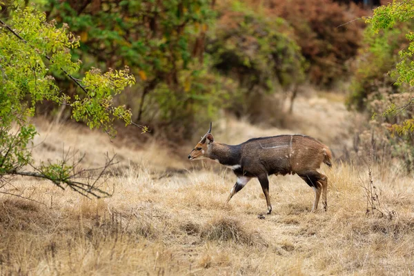 Männchen Des Sehr Seltenen Meneliks Buschbocks Der Wald Äthiopien Unterwegs — Stockfoto