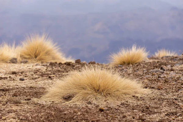 Detalle Hierba Frente Paisaje Del Parque Nacional Las Montañas Semien — Foto de Stock