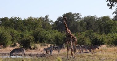 Zebra and giraffe in bush, Botswana Africa wildlife