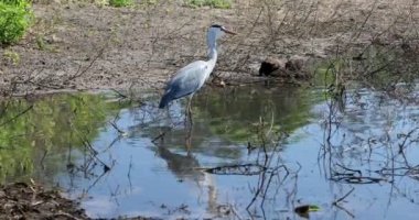 Grey heron at Chobe river, Botswana, Africa wildlife