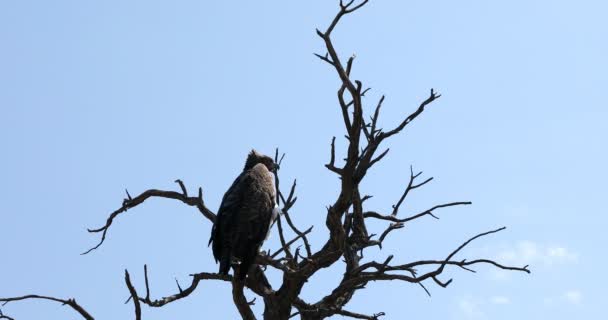 Majestic martial eagle Namibia Africa safari wildlife — Stock video