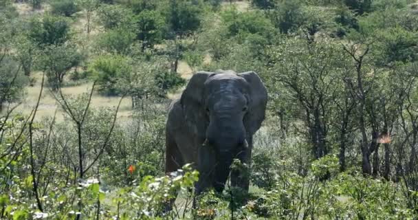 Majestic African Elephant in Etosha Namibia Africa safari wildlife — Αρχείο Βίντεο