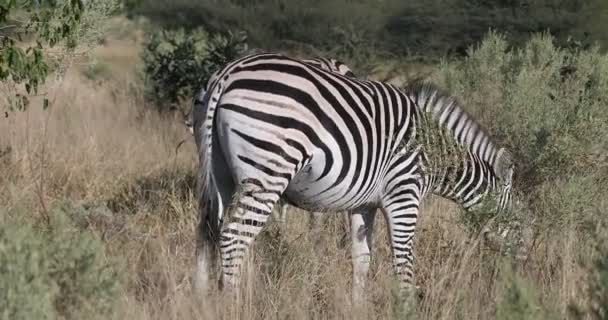 Зебра в кустах, Африка Намибия — стоковое видео