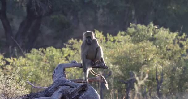 Macaco Chacma Babuíno, Namíbia África safari vida selvagem — Vídeo de Stock