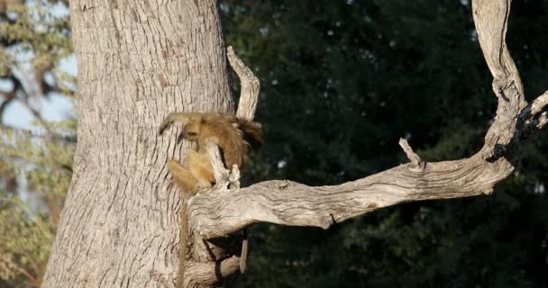 猴子Chacma Baboon，纳米比亚非洲狩猎野生动物 — 图库视频影像