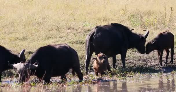 Chobe 'da Buffalo Burnu, Botswana safarisi, vahşi yaşam. — Stok video