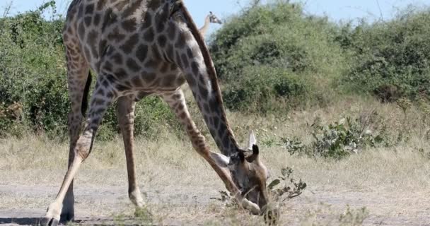Південно - африканський жираф Чоб, Ботсвана сафарі. — стокове відео