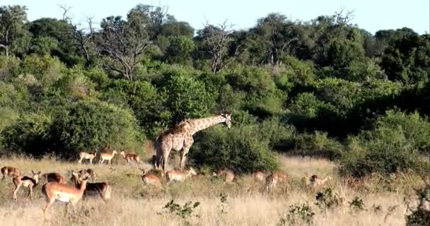 South African giraffe and impala in Chobe, Botswana safari — Stok video