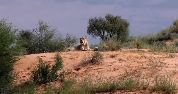 Лев-женщина в пустыне Калахари, дикая природа ЮАР — стоковое видео