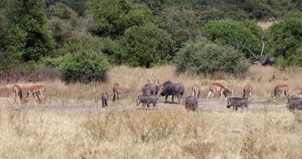 Chobe rezervindeki yaban domuzu, Botswana safarisi vahşi yaşam — Stok video