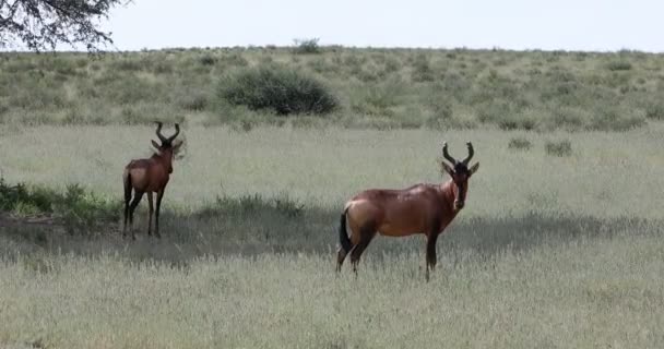 Hartebeest rouge au Kalahari Afrique du Sud 