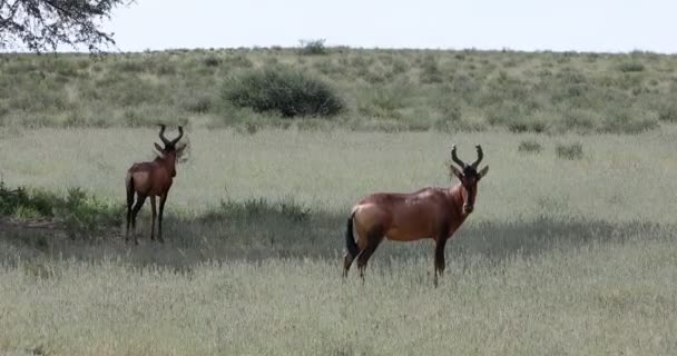 Red Hartebeest в Калахари — стоковое видео