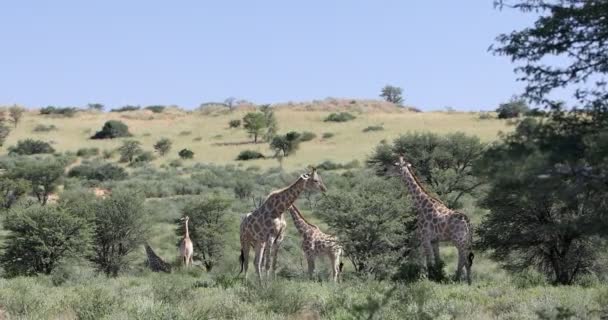 Милые жирафы, дикая природа Южной Африки — стоковое видео