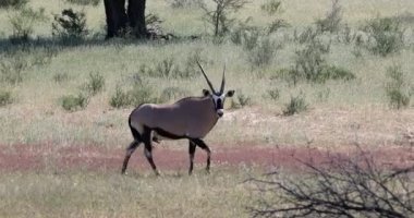 Gemsbok, Oryx gazella Kalahari, Güney Afrika safarisi