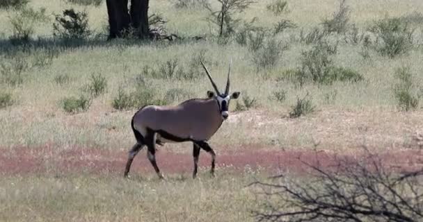 Gemsbok, Oryx gazella in Kalahari, Zuid-Afrika safari fauna — Stockvideo
