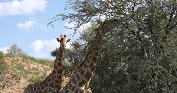 Lindo jirafas, Sudáfrica fauna — Vídeo de stock