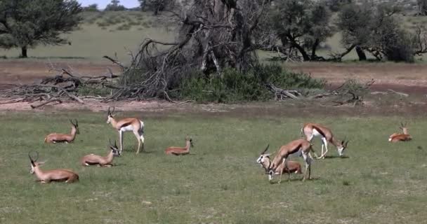 Herd of Springbok in kalahari, South Africa wildlife — Stock Video