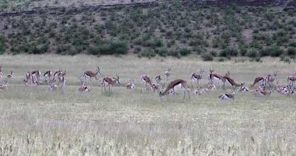 Kudde Springbok in kalahari, Zuid-Afrika — Stockvideo