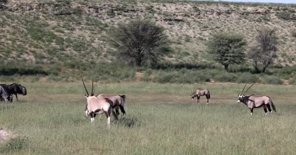 Gemsbok，Oryx gazella in Kalahari，South Africa safari wildlife — 图库视频影像