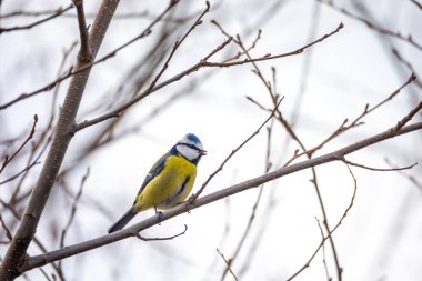common bird Eurasian blue tit (Cyanistes caeruleus) in the nature perched on tree branch. Czech Republic wildlife