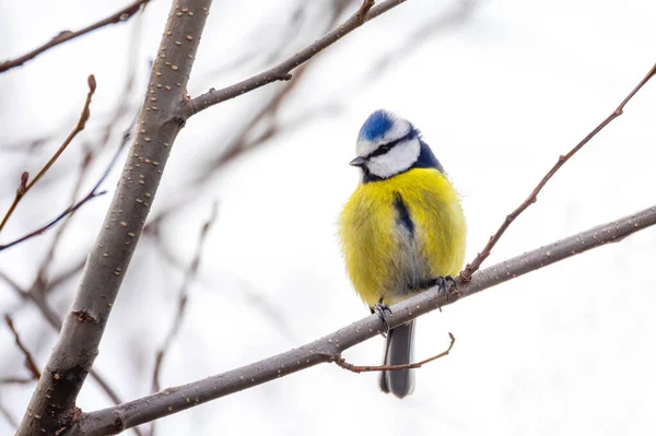 Common Bird Eurasian Blue Tit Cyanistes Caeruleus Nature Perched Tree — Stockfoto