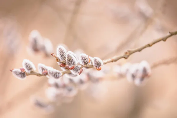 Ивовые Ветви Расцвете Весенняя Концепция Пасхальный Праздник Фон — стоковое фото