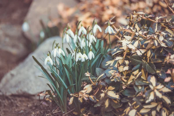 Beautiful White Snowdrop Flower Garden Spring Coming Concept — Stock Photo, Image