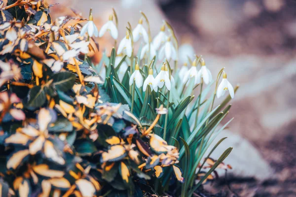 Beautiful White Snowdrop Flower Garden Spring Coming Concept — Stock Photo, Image