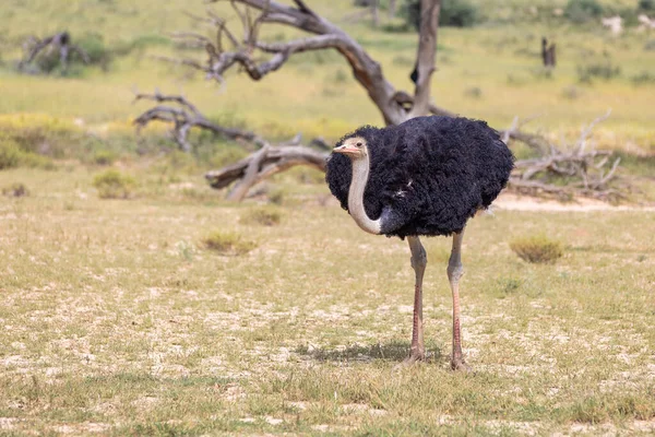 Fåglar Strutsen Struthio Camelus Gröna Kalahari Öken Efter Regnperiod Kalahari — Stockfoto