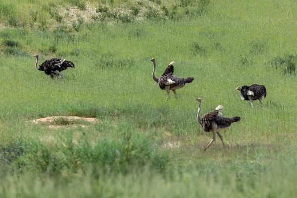 group of birds Ostrich, Struthio camelus in green Kalahari, desert after rain season. Kalahari Transfrontier Park, South Africa wildlife safari