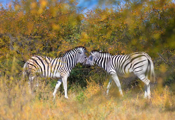 Wunderschöner Abgestreifter Zebrakopf Afrikanischen Busch Khama Nashorn Reservat Botswana Safari — Stockfoto