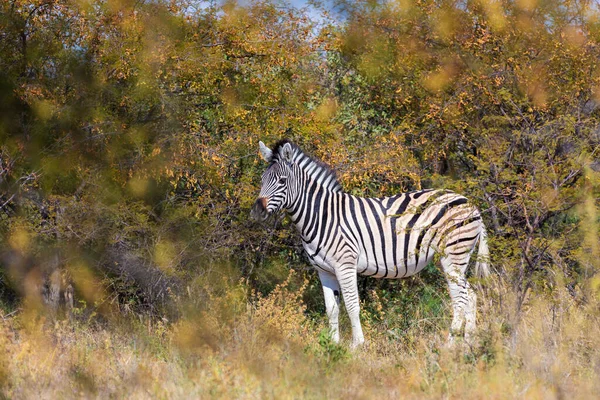 Wunderschöner Abgestreifter Zebrakopf Afrikanischen Busch Khama Nashorn Reservat Botswana Safari — Stockfoto