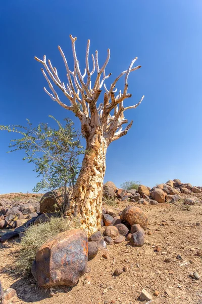 Aloidendron Dicotomum Aloe Dicotoma Aljava Kokerboom Espécies Plantas Suculentas Indígenas — Fotografia de Stock