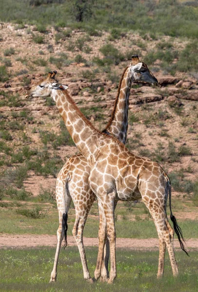 Dwie Słodkie Żyrafy Kalahari Zielona Pustynia Porze Deszczowej Park Przygraniczny — Zdjęcie stockowe